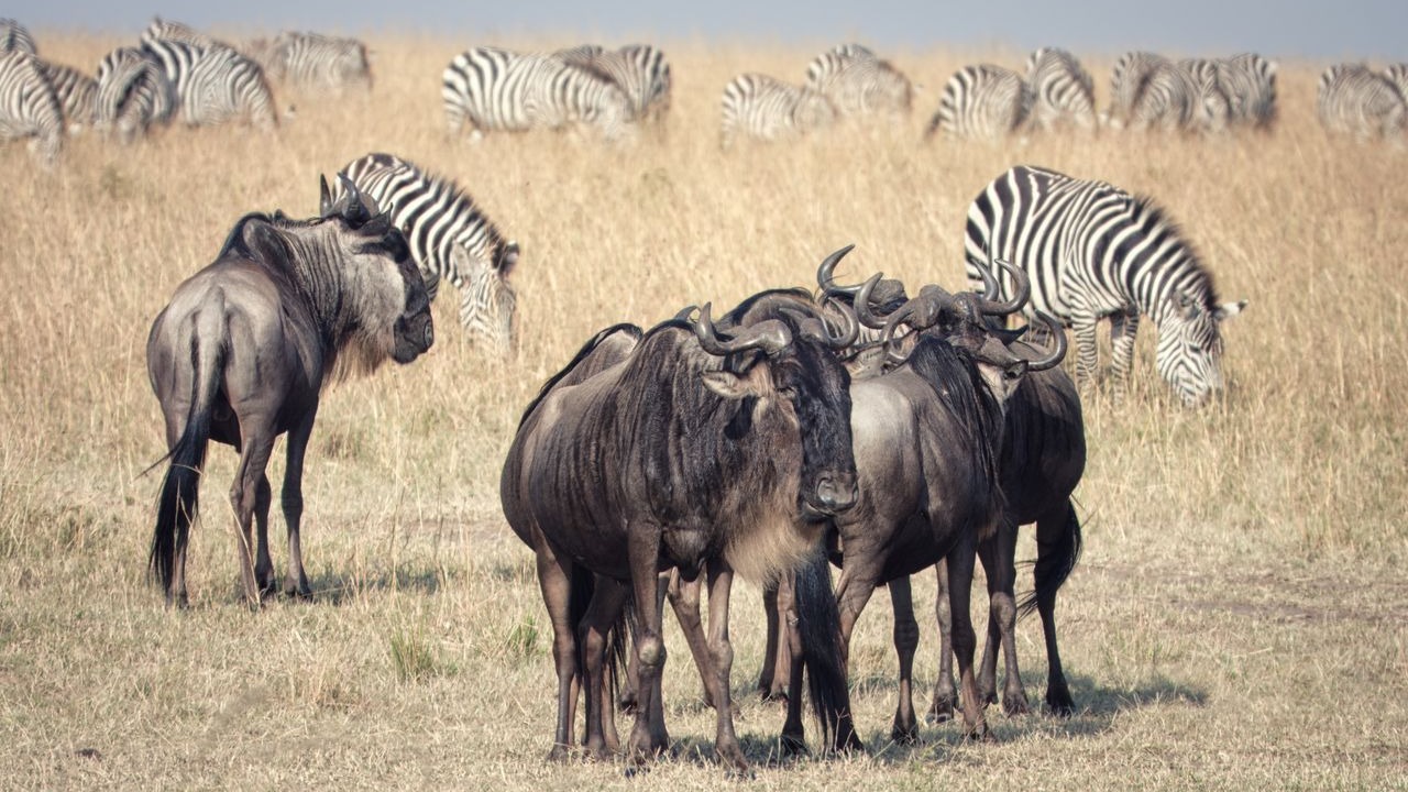 7-Day Amboseli,lake Nakuru,Lake Naivasha & Masai Mara Safari.